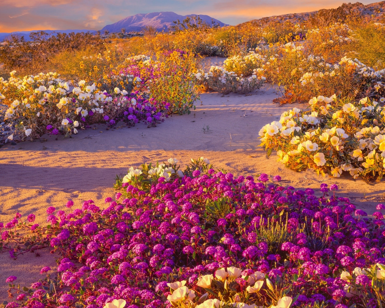 Chasing Blooms: Our Fave Superbloom Hikes Across The U.S